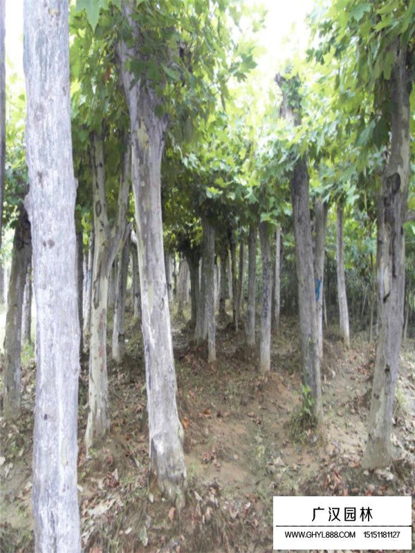 如何分辨法桐與梧桐和泡桐(圖4)