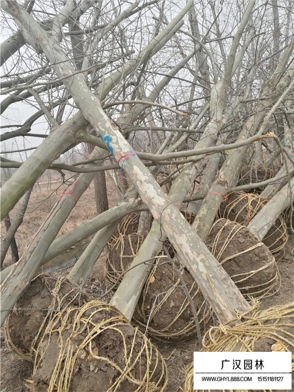 法桐樹的修剪及用途(圖3)