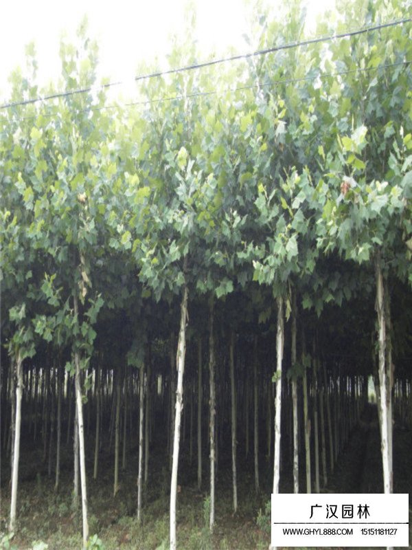 法桐樹的修剪及用途(圖1)