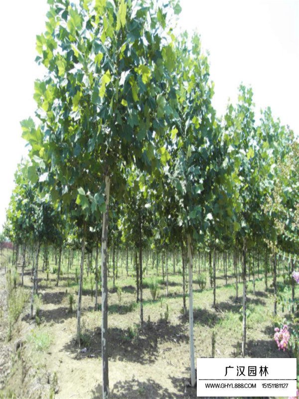 法桐樹(shù)的用途和修剪(圖2)