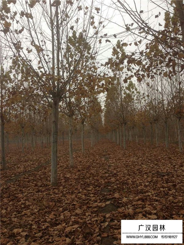 法桐樹的扦插種植技術(shù)(圖1)