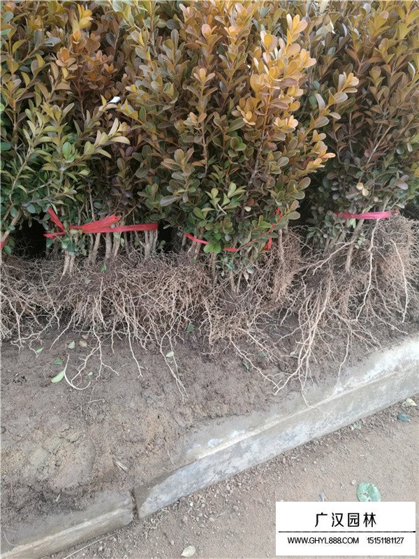 瓜子黃楊苗的除草技術(shù)(圖2)