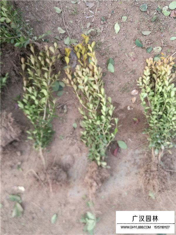 瓜子黃楊苗的除草技術(shù)(圖3)