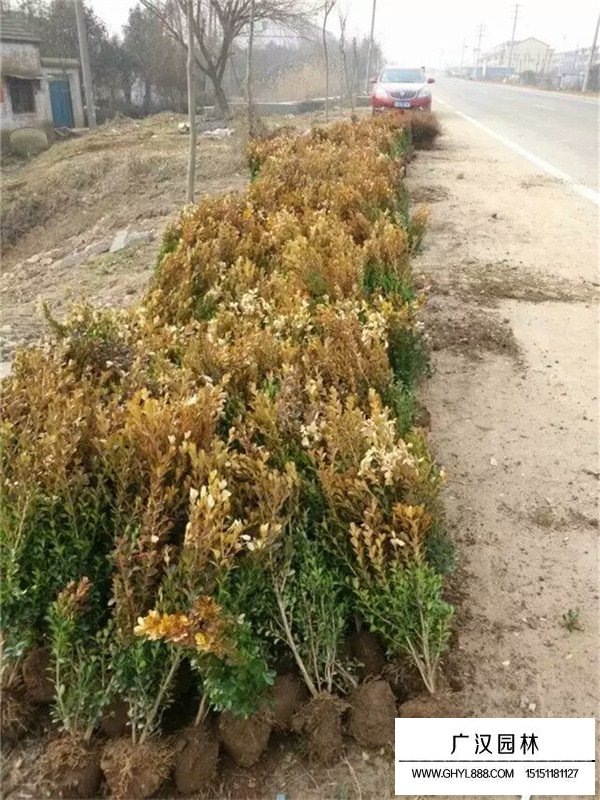 瓜子黃楊苗的除草技術(shù)(圖4)