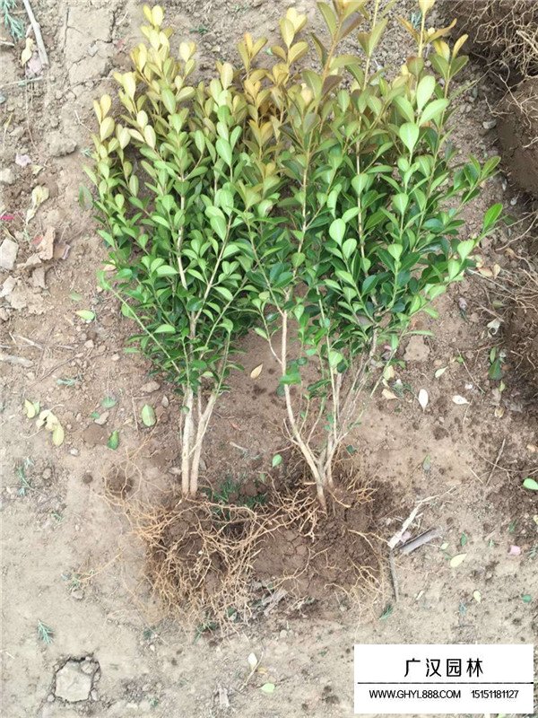 瓜子黃楊苗基本介紹(圖4)