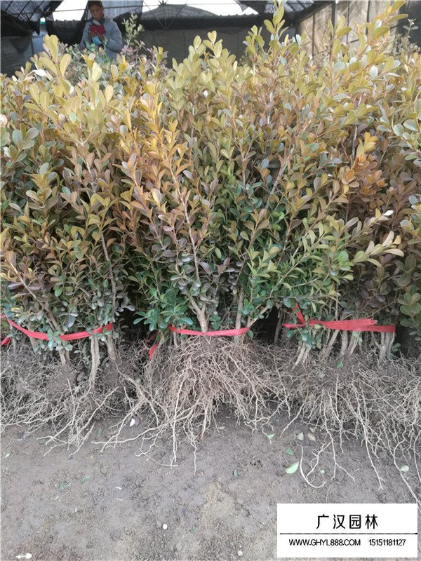 瓜子黃楊苗種植技術(shù)(圖2)