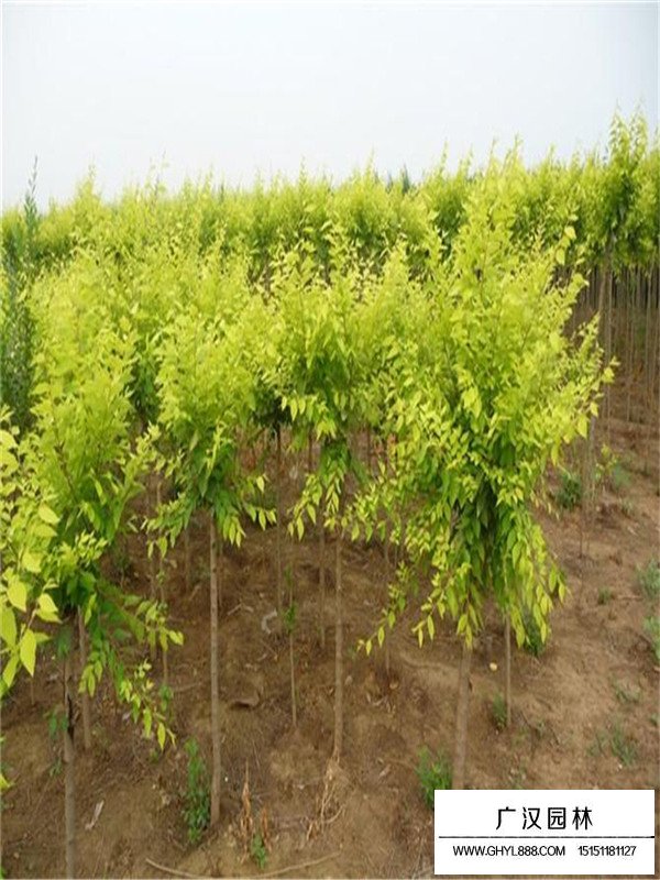 金葉榆的綠化應(yīng)用(圖1)