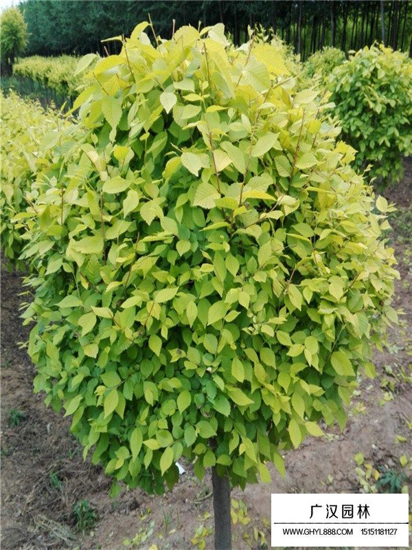 灑金柏價(jià)值與栽培技術(shù)(圖1)