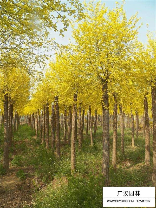 中華金葉榆的田間種植方法(圖1)