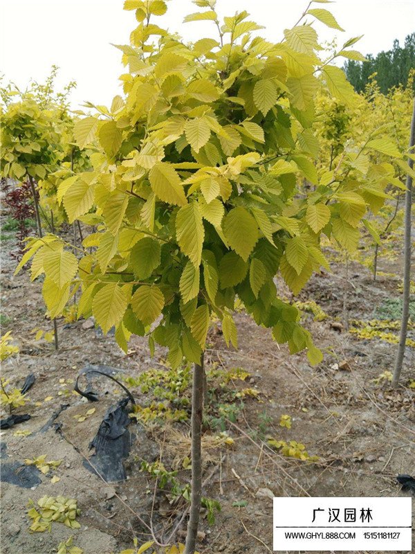 中華金葉榆的田間種植方法(圖2)