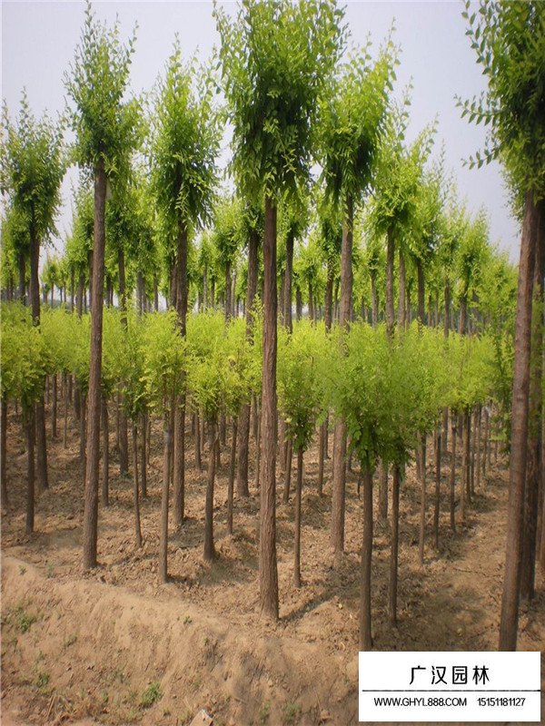 中華金葉榆的田間種植方法(圖3)