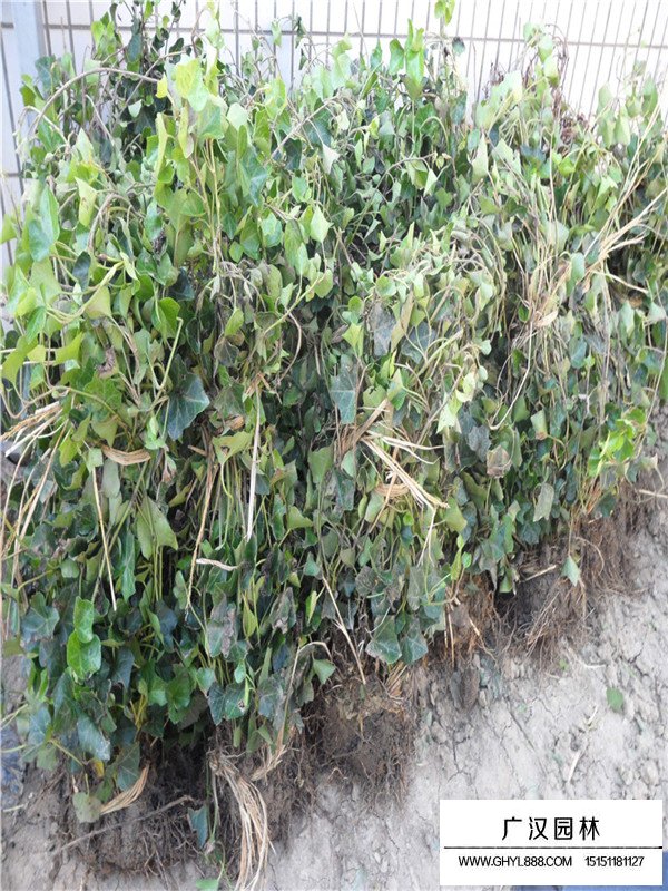 常春藤的效用和作用(圖3)