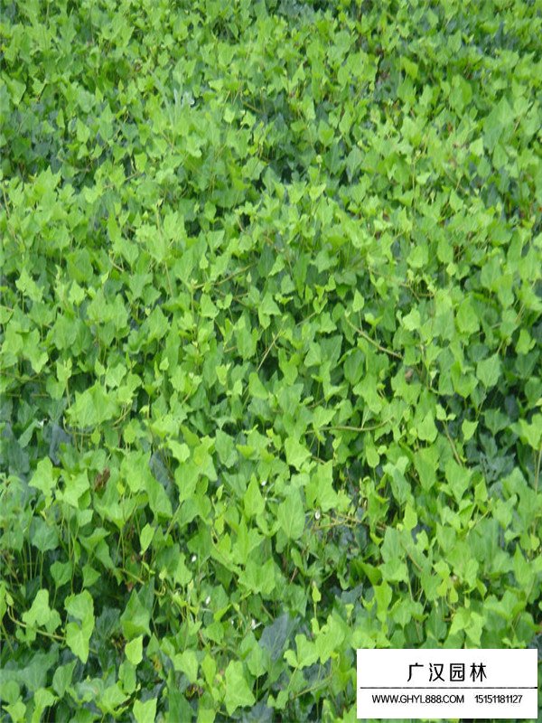 常春藤的效用和作用(圖2)