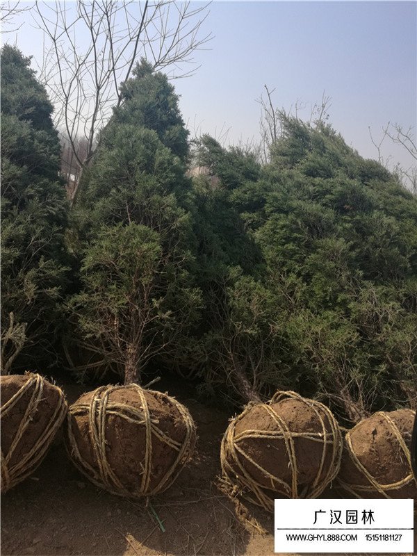 塔柏簡單介紹(圖2)