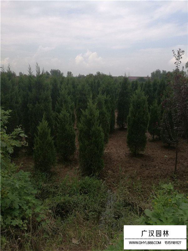 塔柏的簡(jiǎn)介(圖3)