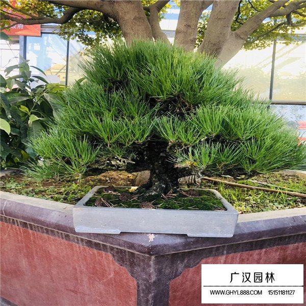 黑松盆景寓意(圖1)