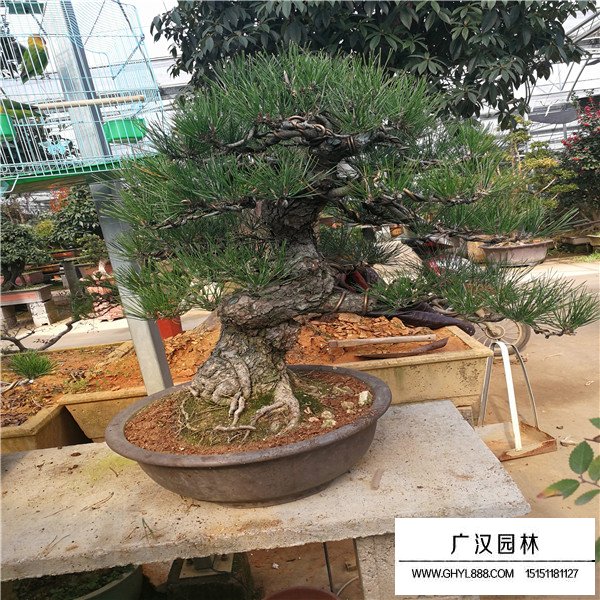 黑松盆景養(yǎng)護方法(圖1)