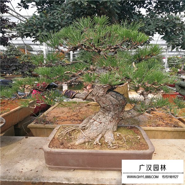 黑松盆景養(yǎng)護方法(圖2)