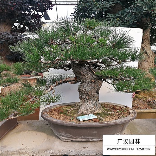 黑松盆景作用(圖3)