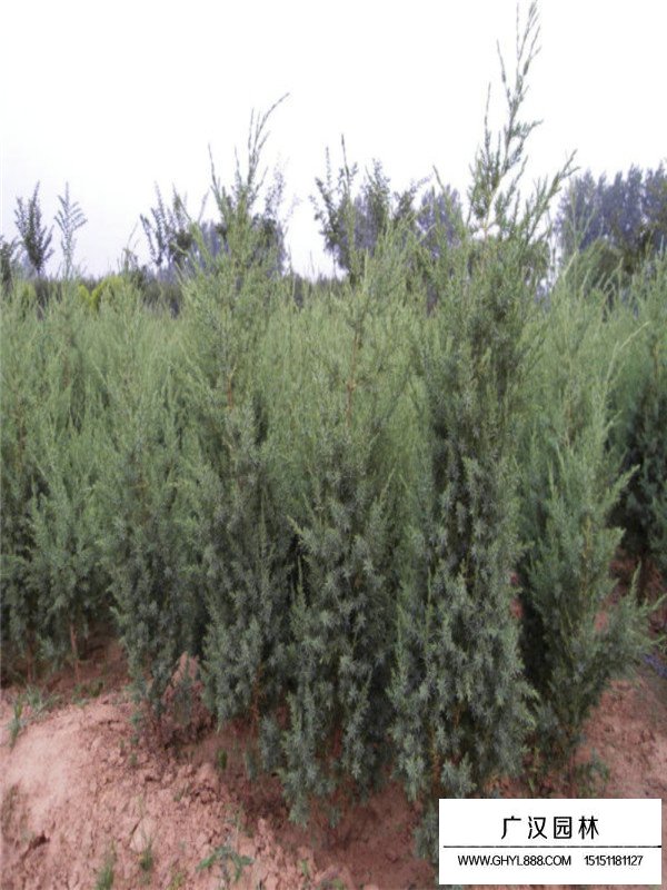 2020年刺柏的最新價(jià)格(圖1)