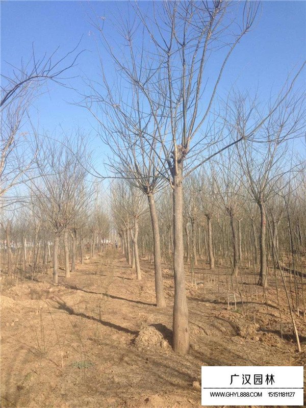 國(guó)槐相關(guān)信息(圖1)