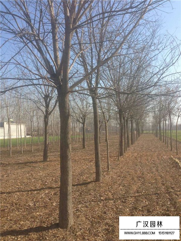 國(guó)槐相關(guān)信息(圖4)