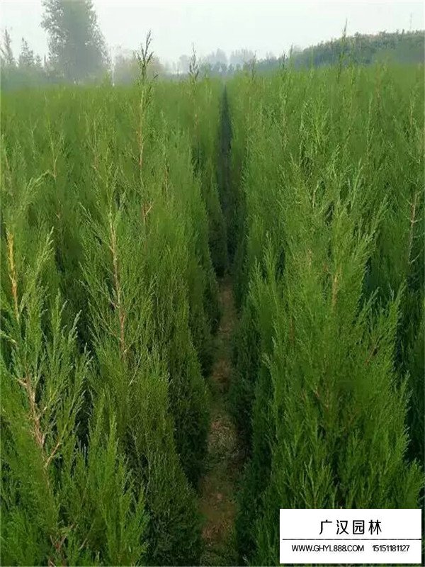 塔柏樹的移栽精力和時間(圖1)