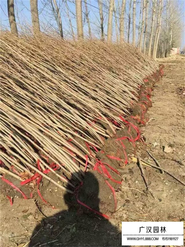 2020年叢生紫荊的最新價(jià)格(圖1)