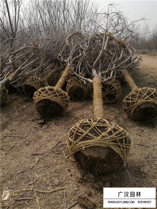 日本早櫻和日本晚櫻的區(qū)分(圖2)