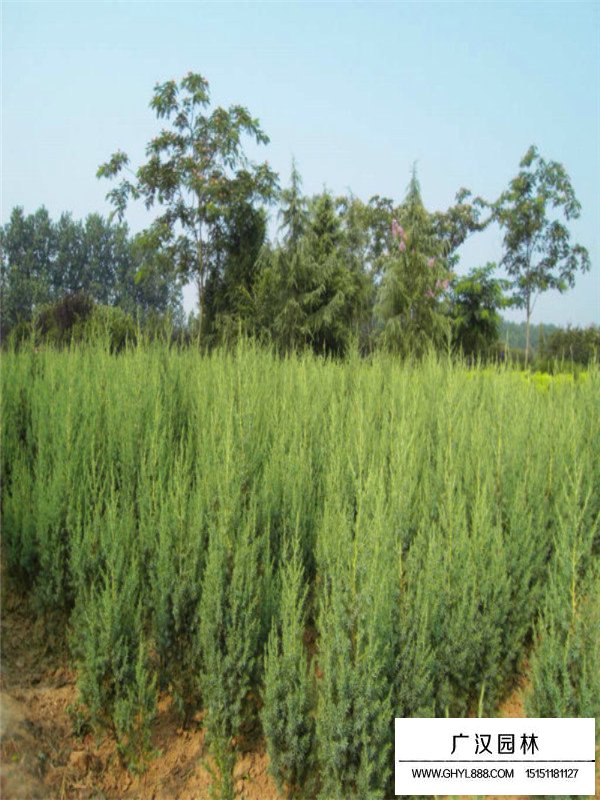 刺柏基本信息(圖1)