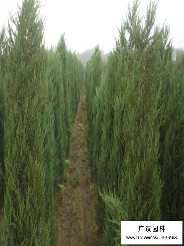 刺柏基本信息(圖2)