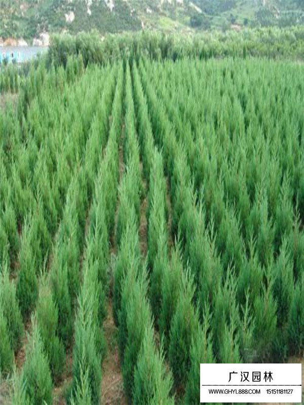 刺柏基本信息(圖3)