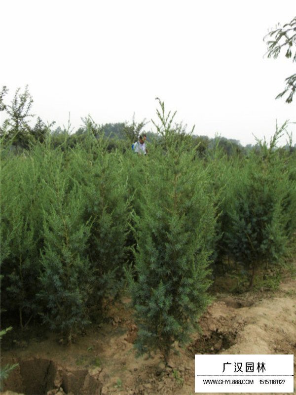 刺柏的市場(chǎng)行情(圖1)