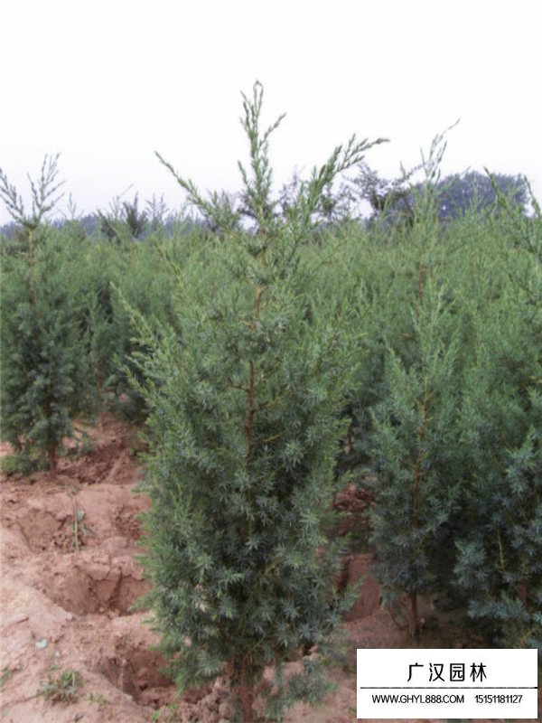 刺柏的市場(chǎng)行情(圖2)