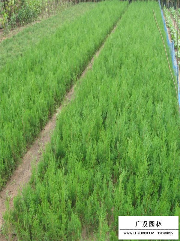 刺柏市場行情(圖2)