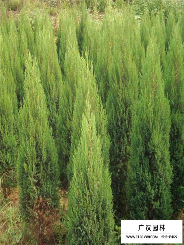 刺柏市場行情(圖4)