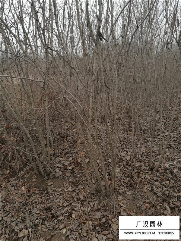 叢生紫荊的花果期(圖2)