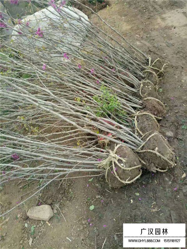 叢生紫荊的相干信息(圖1)