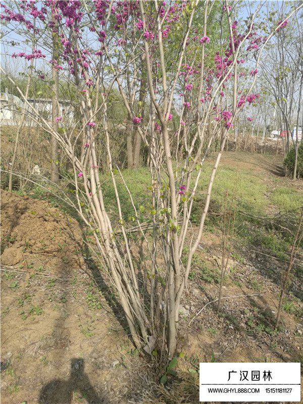 叢生紫荊的相干信息(圖4)