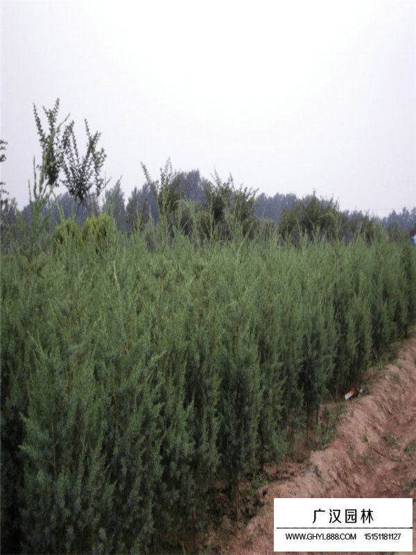 刺柏的基地(圖2)