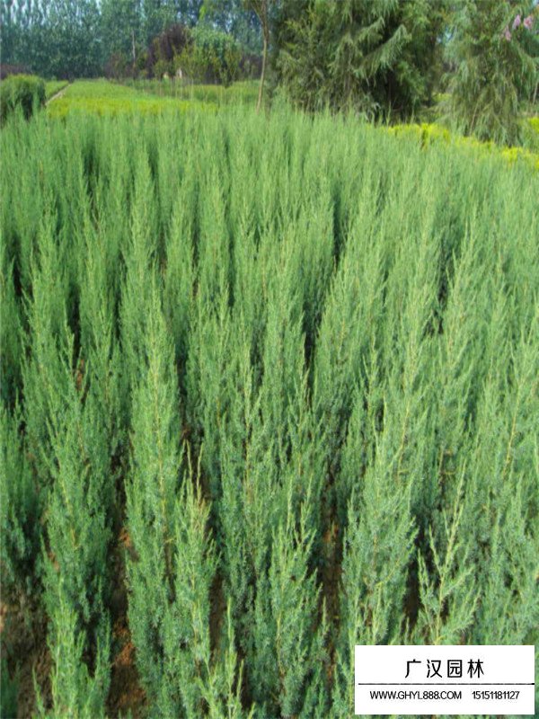 刺柏的基地(圖3)