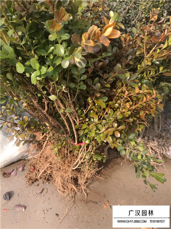 瓜子黃楊苗的種植和栽后澆水(圖1)