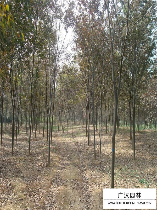 櫸樹(shù)苗木管理(圖1)