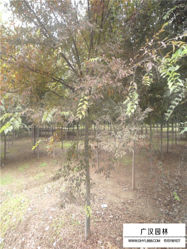 櫸樹價值特征(圖1)