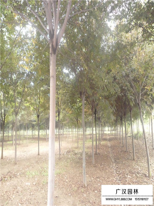 櫸樹的培養(yǎng)方法和管理注意事項(圖3)