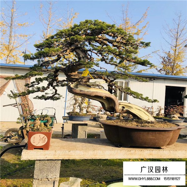 地柏盆景怎么造型秀美(圖3)