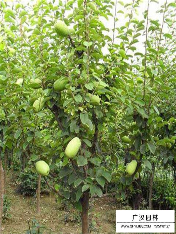 木瓜海棠與貼梗海棠的區(qū)分(圖1)