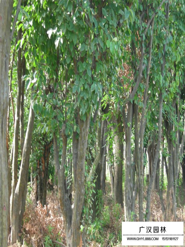 木瓜海棠與貼梗海棠的區(qū)分(圖3)