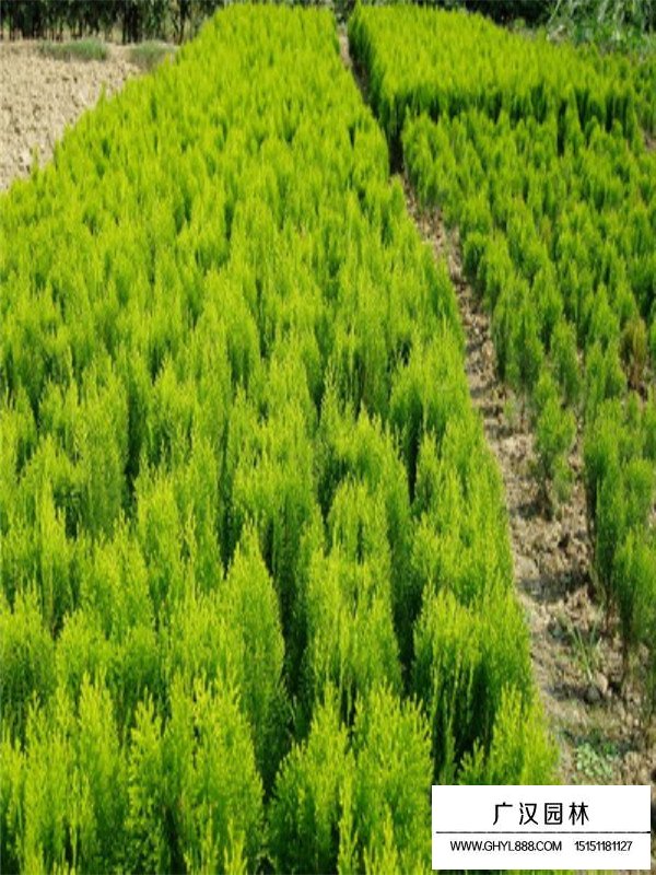 灑金柏最新價(jià)格(圖2)