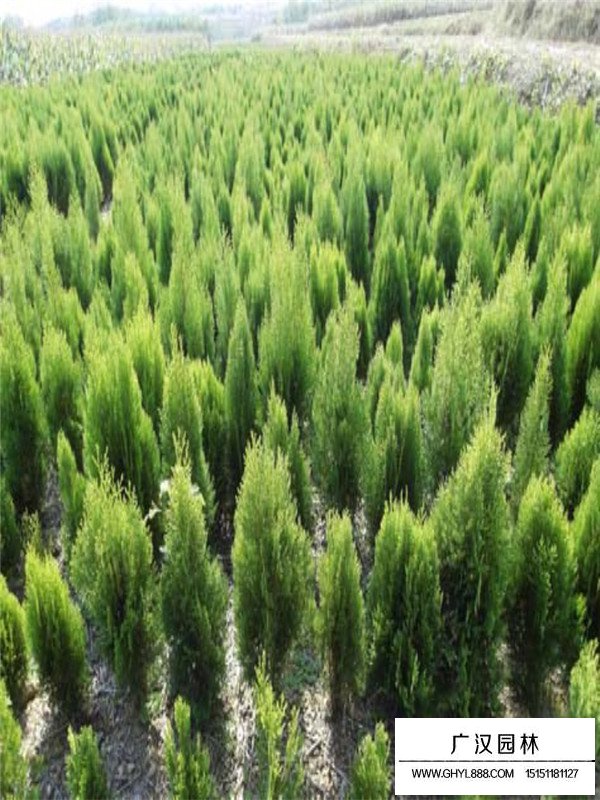 灑金柏最新價(jià)格(圖3)